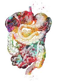 Digestive Tract By Erzebet S In 2021 Human Anatomy Art Anatomy Art Medical Art