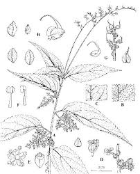 Image result for Droguetia iners