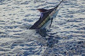 If you're in search of the best fishing wallpaper, you've come to the right place. Sport Fishing 1080p 2k 4k 5k Hd Wallpapers Free Download Wallpaper Flare