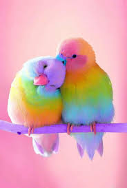 Birds You Can Have As Pets Follow Us For More Amazing And Wonderful Pins Of Animals Birds Pets Dogs Cats In 2020 Colorful Animals Cute Birds Animal Wallpaper