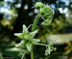 Image result for Sicyos