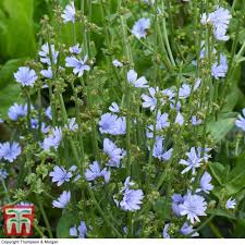 Image result for Cichorium