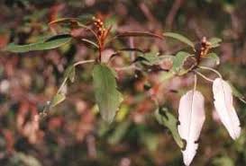 Image result for Croton gratissimus