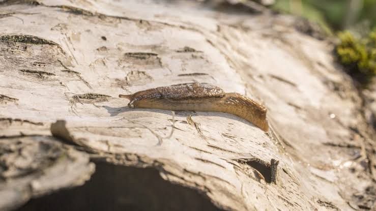 The Jumping Slugs of the Pacific Northwest