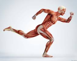 Wann sollte ich protein und kreatin nehmen? Wozu Benotigt Der Korper Creatin Medizin Aspekte