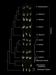 Image result for Andropogon perligulatus