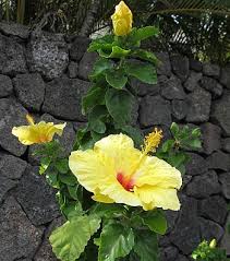 Found in bunches, and their scent is practically its own presence. Hawaii State Flower Yellow Hawaiian Hibiscus