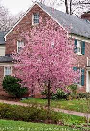 A Special Cherry Tree Garden Trees Flowering Trees Cherry Trees Garden