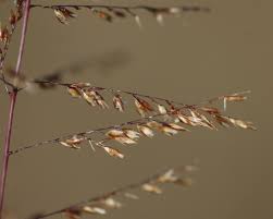 Image result for Sporobolus sanguineus