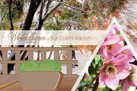 Wir stellen 20 arten vor, die auch kalte temperaturen gut aushalten. Winterpflanzen Fur Balkonkasten 16 Schone Winterblumen Fur Balkone
