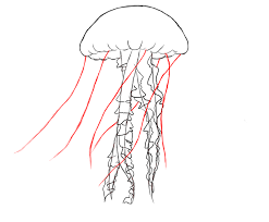 Start the body by drawing a half circle. How To Draw A Jelly Fish Draw Central