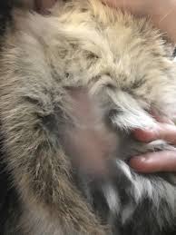 I have switched food, changed the type of litter. Giant Bald Spot On Rabbits Belly Is Eating And Playing Normal We Recently Moved And Are Wondering If It S Stress Related Rabbits