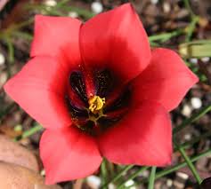 Image result for Romulea