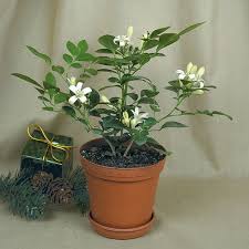 Image result for Murraya paniculata