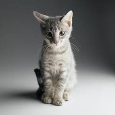 While eating one roach will likely not harm your cat, there are many external factors, such as digestive issues and ingestion of pesticides, that could cause problems for your feline. Do Cockroaches Harm Cats