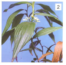 Image result for Corymborkis