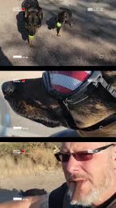 Family Life 🐾 Scott Bullet Dog , #ScottBulletDog #spoiled #gsdlife  #servicedoglife #dogoftheday #dog #mansbestfriend