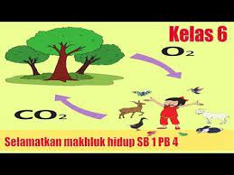 Itulah sedikit gambaran mengenai materi yang ada pada pembahasan kita kali ini. Materi Pembelajaran Tema 1 Kelas 6 Selamatkan Makhluk Hidup Subtema 1 Pb 4 Kurikulum 2013 Terbaru Youtube