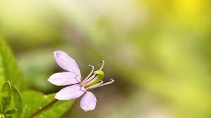 Image result for Cleome rutidosperma