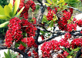 Image result for Ochna pulchra