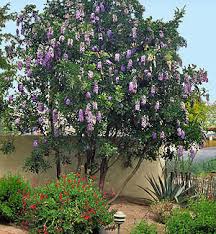 Check spelling or type a new query. Texas Mountain Laurel Horticulture Unlimited