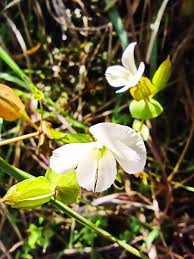 Image result for Canscora alata