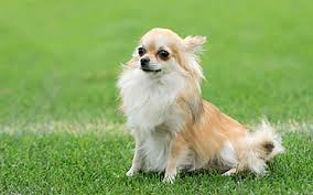 The long haired chihuahua is an ancient dog breed which has a big heart and is fiercely loyal to people and protectors of their pack. Chihuahua Hydrocephalus Ufaw
