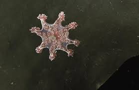 Lucernariopsis campanulata ingår i släktet lucernariopsis och familjen kishinouyeidae. Lucernariopsis