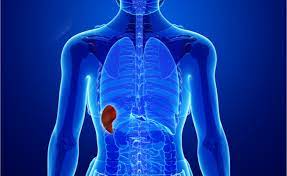 Si sta allarmando inutilmente per sembpljci disturbi e la milza non c'entra niente. 5 Rimedi Per Alleviare Il Dolore Alla Milza Pazienti It