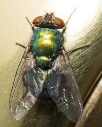 A mixture of vinegar and dish soap can help you trap flies. How To Get Rid Of Green Flies How I Get Rid Of