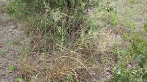 Image result for Eragrostis pallens