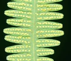 Image result for Dicranopteris elegantula