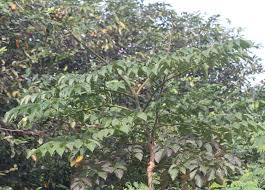 Image result for Oroxylum