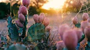 The flat paddles have their thorns removed and are then cut into slices. Cacti Profile Rayagarden