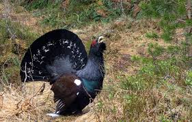 Det er fort gjort å bli sliten og umotivert etter timer med endeløs vandring på jakt, uten å se snurten av fugl. Nyheter Kristiansund Overkat Og Uten Damer Det Er Ikke Lett A Vaere Tiur