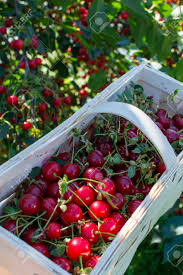 Check spelling or type a new query. New Harvest Of Prunus Cerasus Sour Cherry Tart Or Dwarf Cherry In Sunny Garden With Cherry Trees Stock Photo Picture And Royalty Free Image Image 127932234