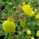 Image result for Calceolaria tripartita