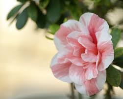 We did not find results for: Pin On New York Flowers