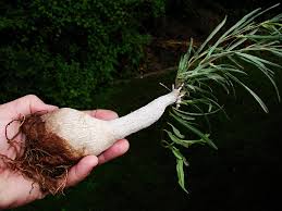 Image result for Ipomoea bolusiana