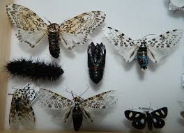 We did not find results for: Giant Leopard Moth Hypercompe Scribonia The Insect Collectors Forum