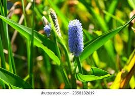 Image result for Pontederiaceae