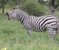 Image result for zebra