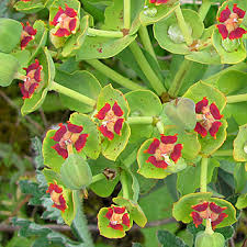 Image result for Limosella maior