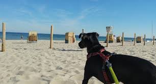 Photos, address, and phone number, opening hours, photos, and user reviews on yandex.maps. Hundestrande Dahme Ostsee Hunde Ferienhauser De