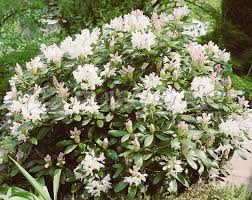 Album Elegans Rhododendron Outdoor Plants Shade Garden Planting Flowers