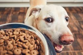 Aceste retete sunt destinate exclusiv consumului animal. Alimentatia Cainelui Cum Il Hranesti Corect In Functie De Varsta