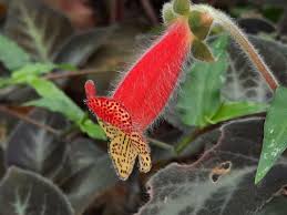 Image result for Kohleria