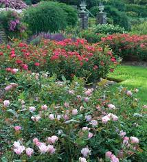 Maybe you would like to learn more about one of these? Gardening For Curb Appeal The Knock Out Family Of Roses