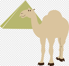 Camel — ► noun ▪ a large, long necked mammal of arid country, with long slender legs, broad cushioned feet, and either one or two humps on the back. Egyptian Pyramids Cairo Camel Camel Mammal Animals Egypt Png Pngwing
