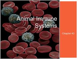 We did not find results for: Animal Immune Systems Chapter Ppt Download